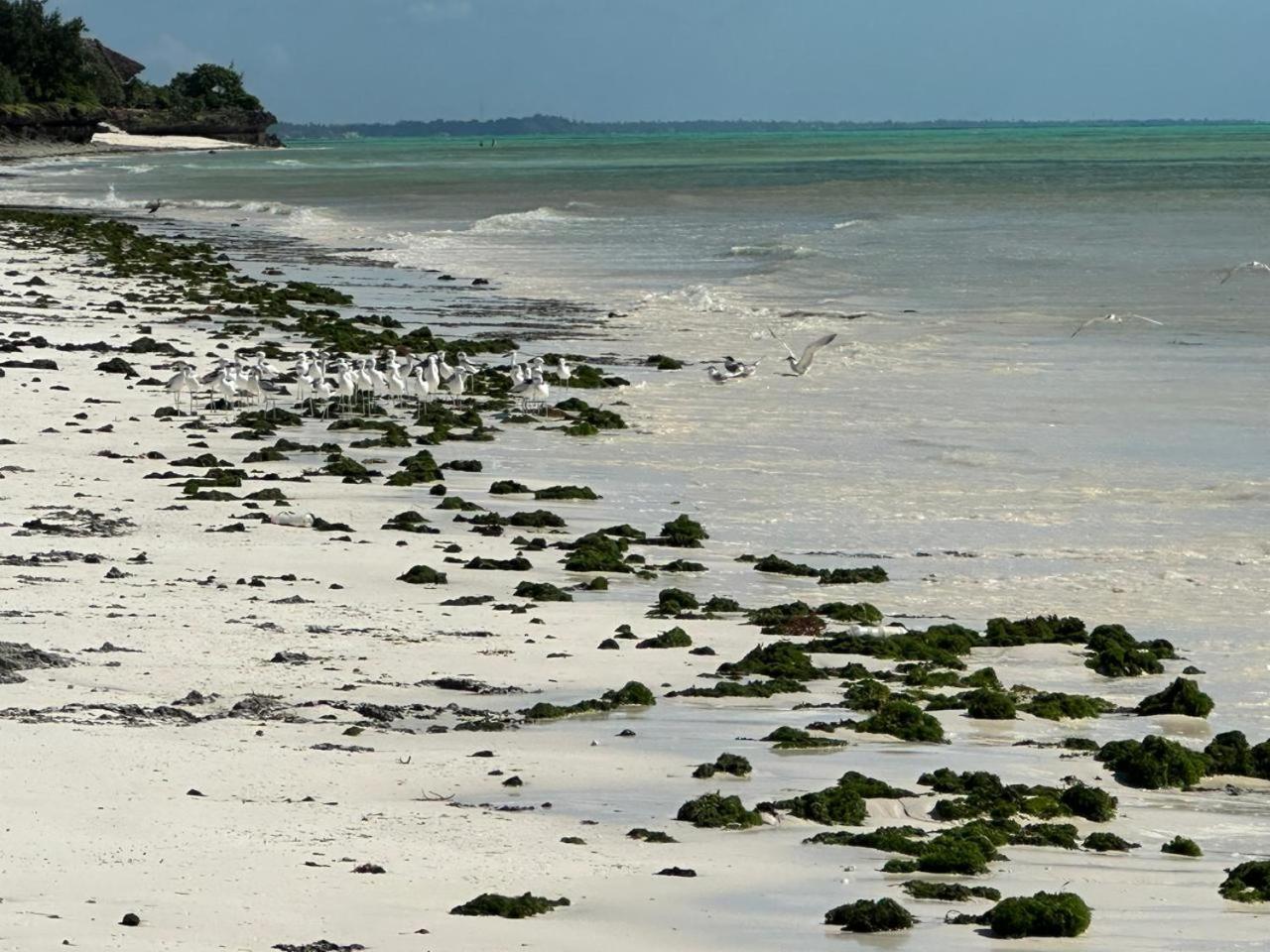 Villa Serenity, Tanzania Unforgettable ปาเยอ ภายนอก รูปภาพ
